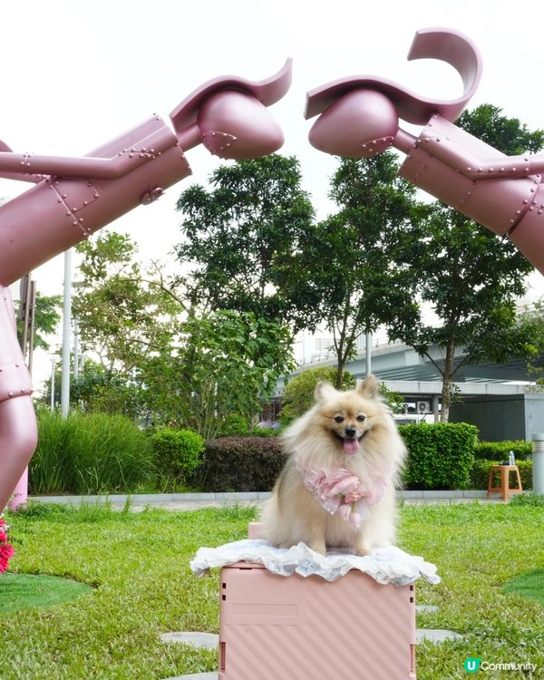 北角海濱化身成浪漫玫瑰園🌹