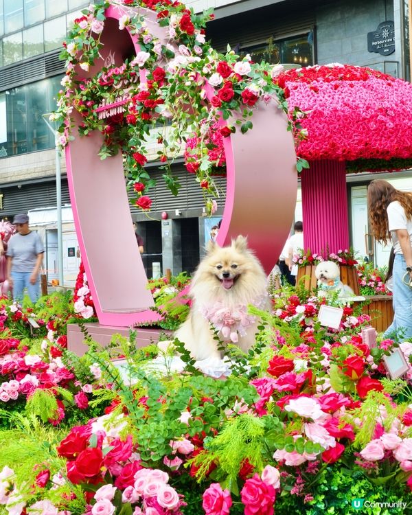 北角海濱化身成浪漫玫瑰園🌹