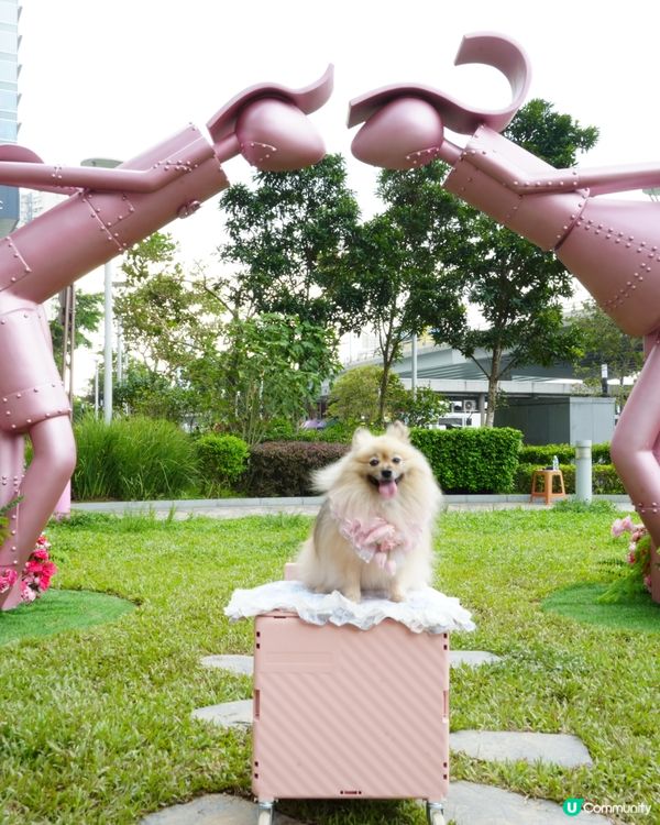 北角海濱化身成浪漫玫瑰園🌹