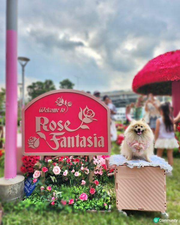 北角海濱化身成浪漫玫瑰園🌹