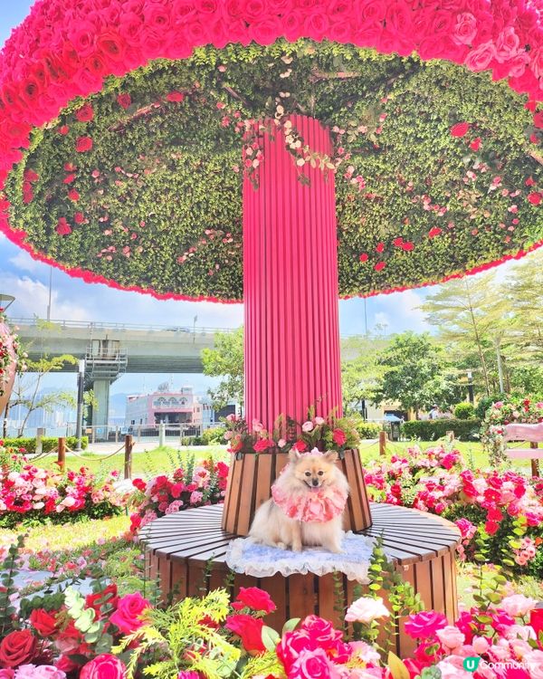 北角海濱化身成浪漫玫瑰園🌹