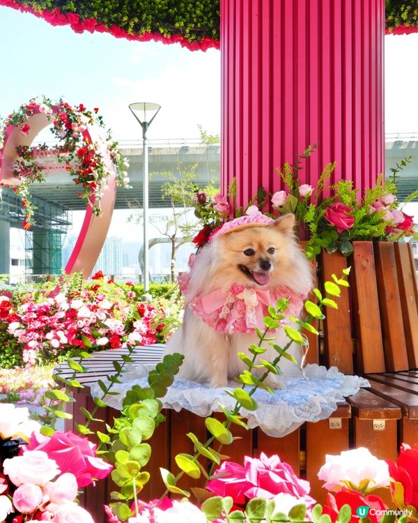 北角海濱化身成浪漫玫瑰園🌹