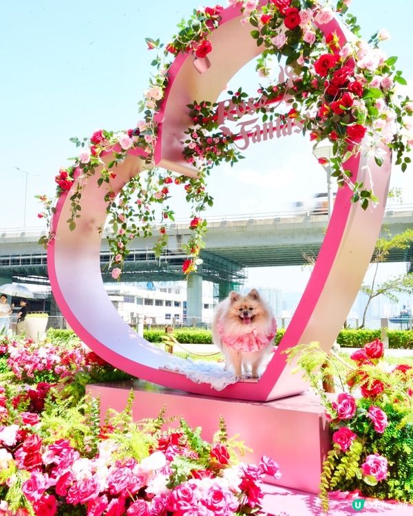 北角海濱化身成浪漫玫瑰園🌹