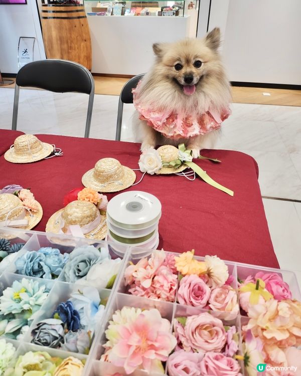 北角海濱化身成浪漫玫瑰園🌹