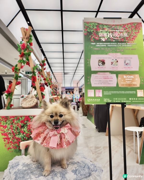 北角海濱化身成浪漫玫瑰園🌹