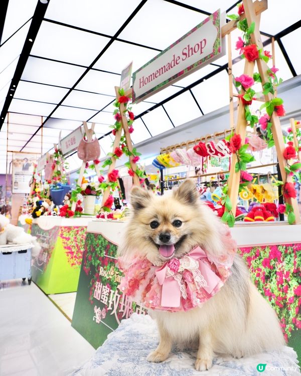 北角海濱化身成浪漫玫瑰園🌹