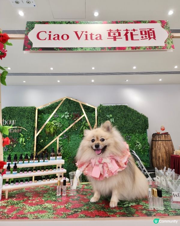 北角海濱化身成浪漫玫瑰園🌹