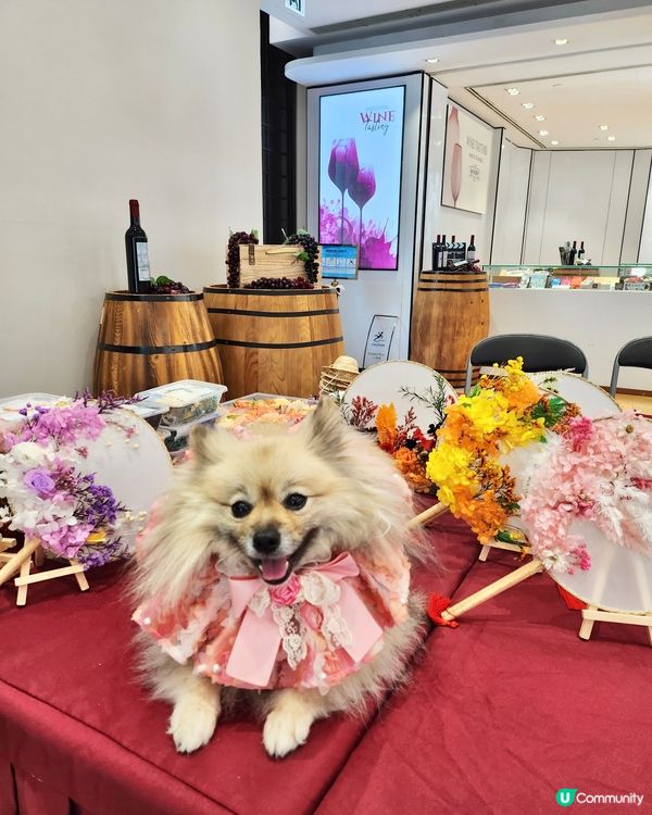 北角海濱化身成浪漫玫瑰園🌹