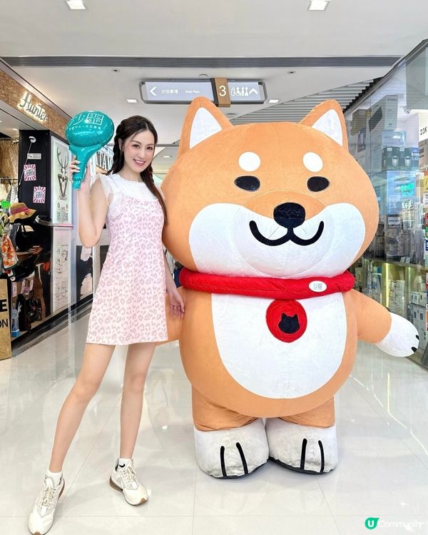 可愛柴犬出沒注意 🐶 