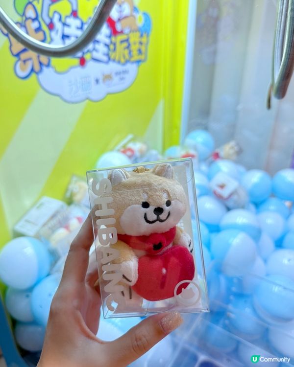 可愛柴犬出沒注意 🐶 