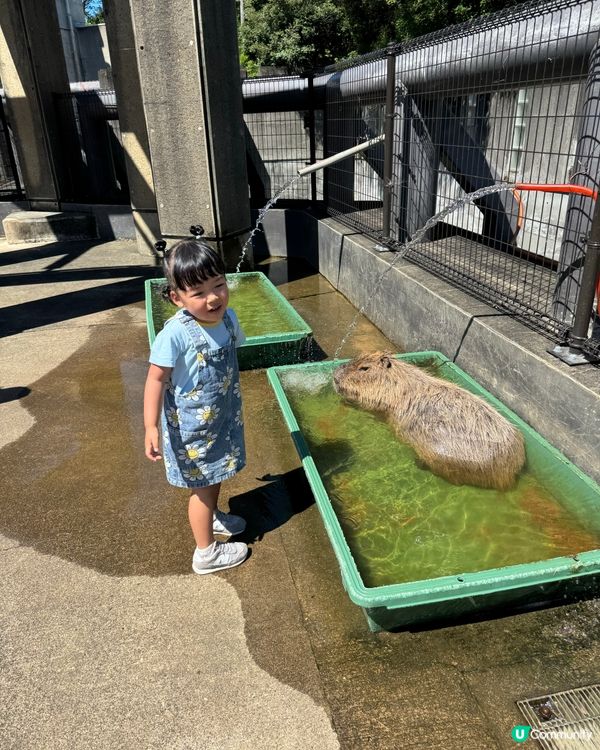 親親卡比巴拉 🐾