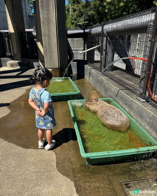 親親卡比巴拉 🐾