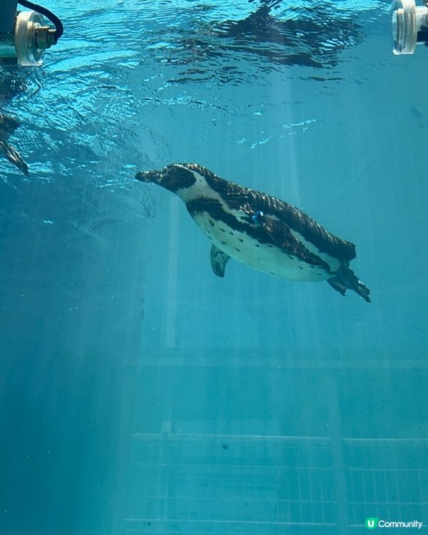 親親卡比巴拉 🐾