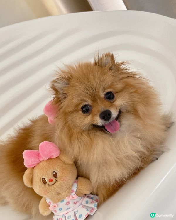 珍珠與黃油小熊日常💗