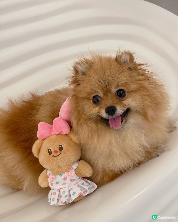 珍珠與黃油小熊日常💗