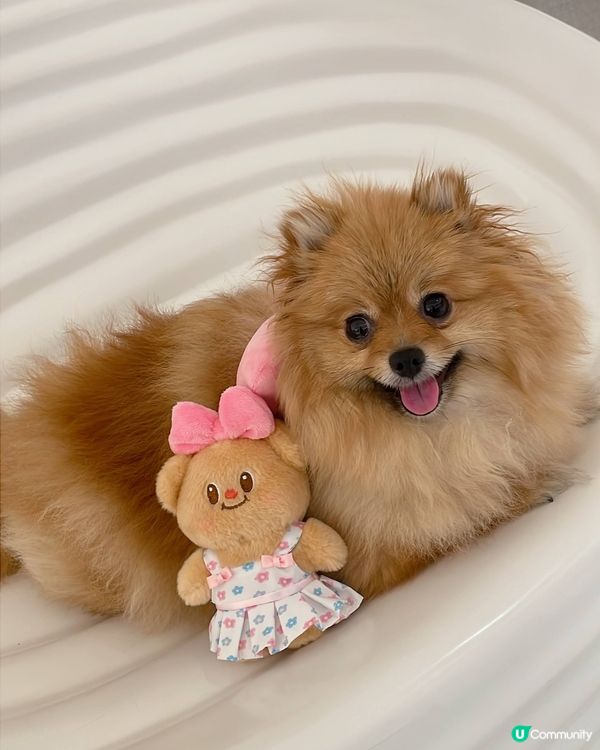 珍珠與黃油小熊日常💗