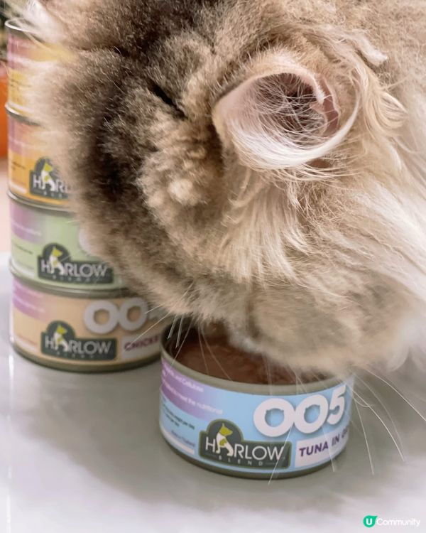 🌟Harlow Blend楓葉🍁既罐罐同貓糧，主子超愛🫶