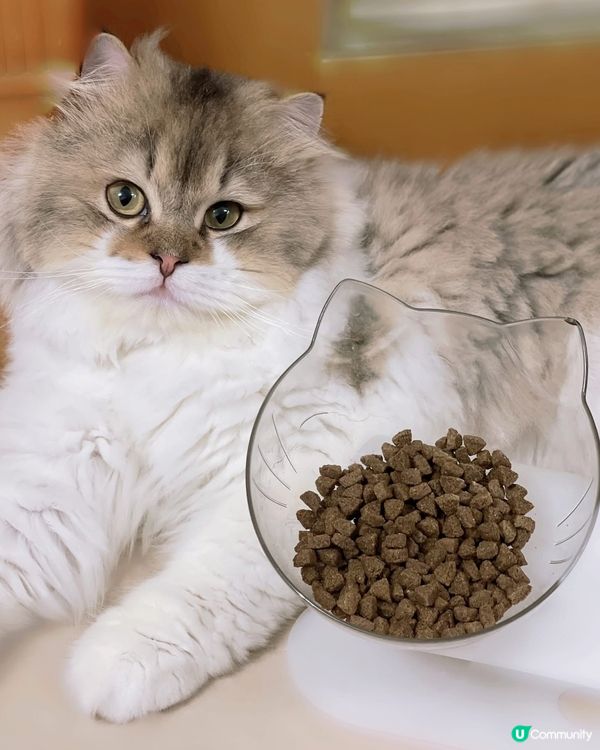 🌟Harlow Blend楓葉🍁既罐罐同貓糧，主子超愛🫶