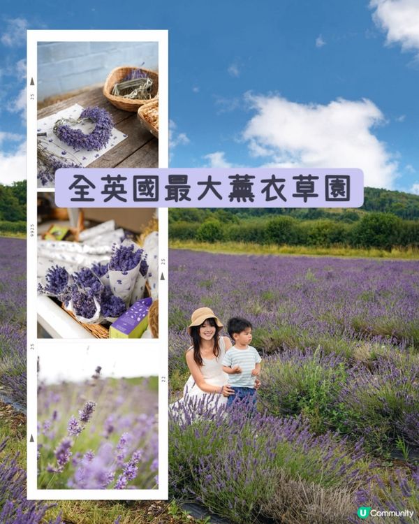 全英國最大薰衣草園