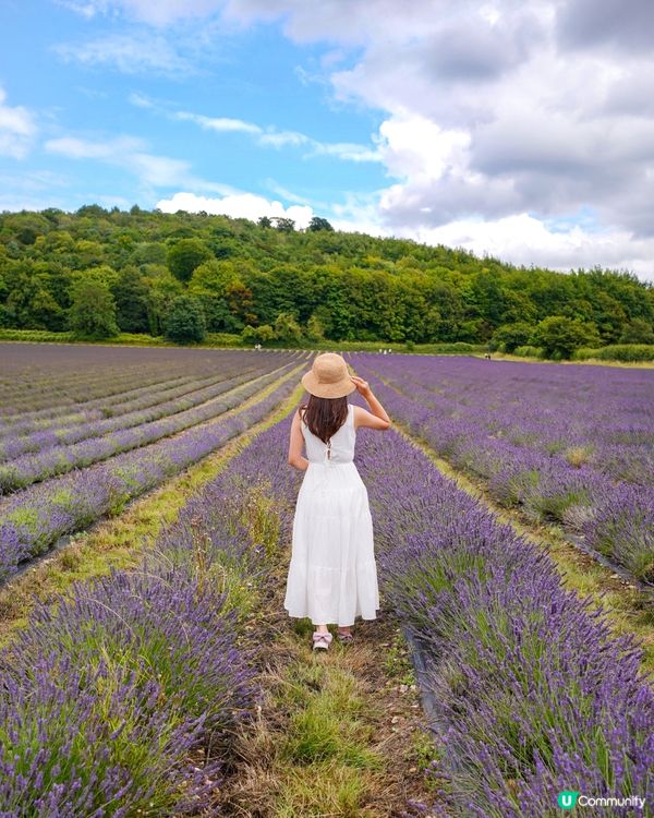 全英國最大薰衣草園