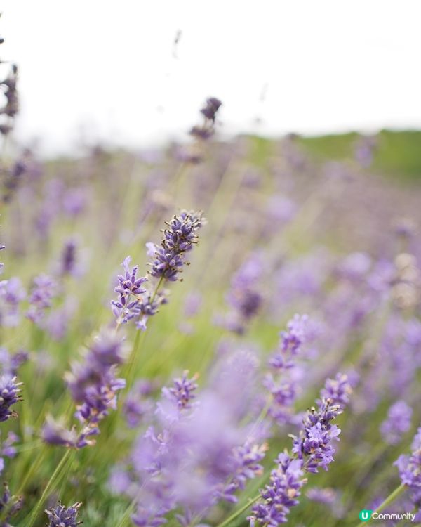 全英國最大薰衣草園