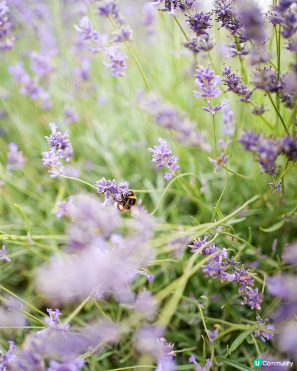 全英國最大薰衣草園