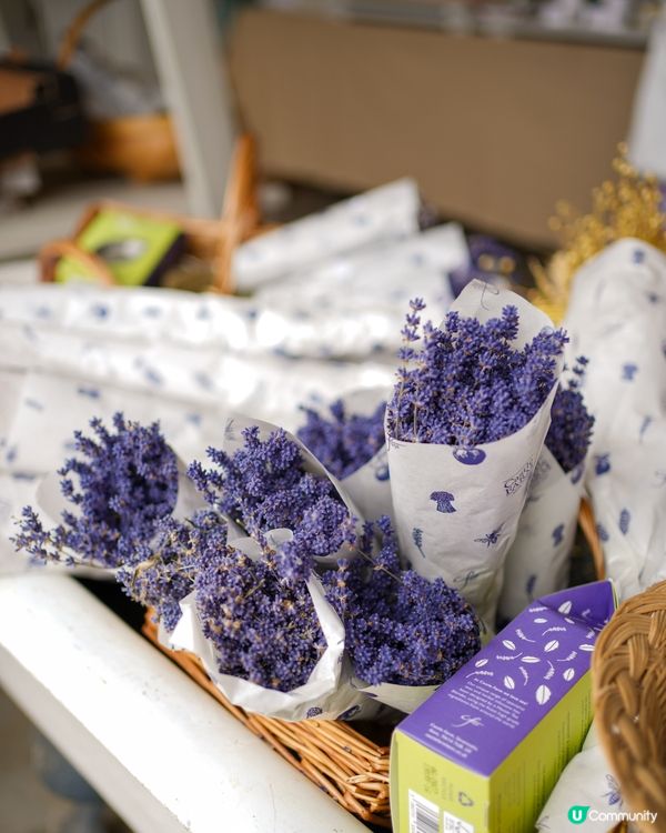 全英國最大薰衣草園