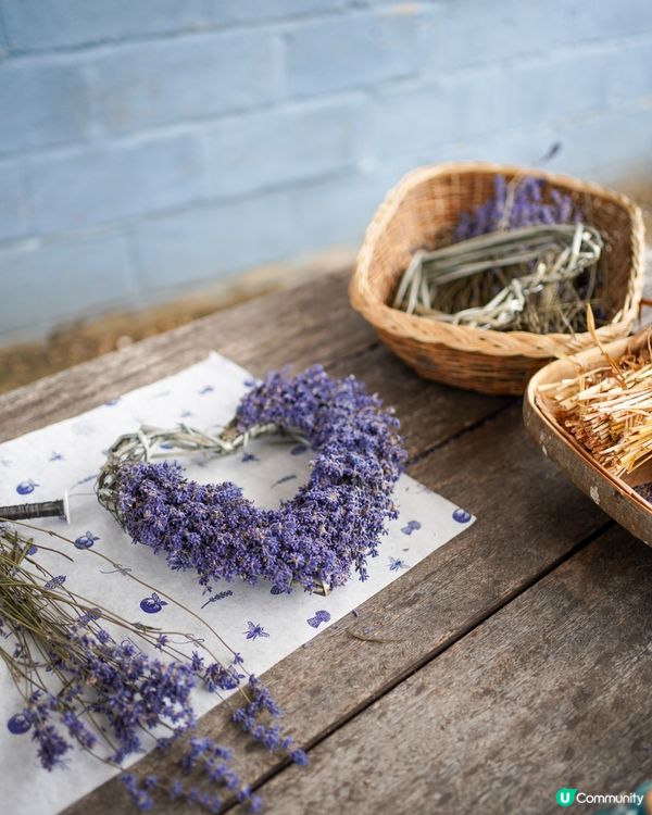 全英國最大薰衣草園