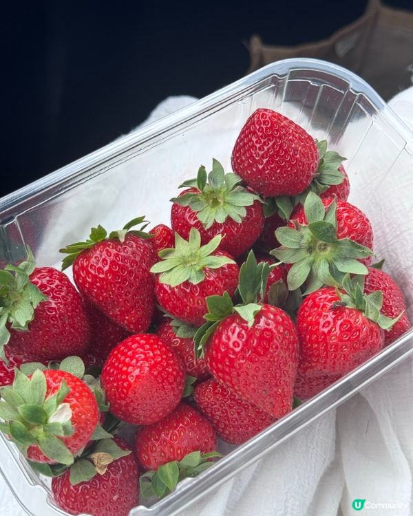 全英國最大薰衣草園