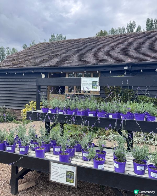 全英國最大薰衣草園