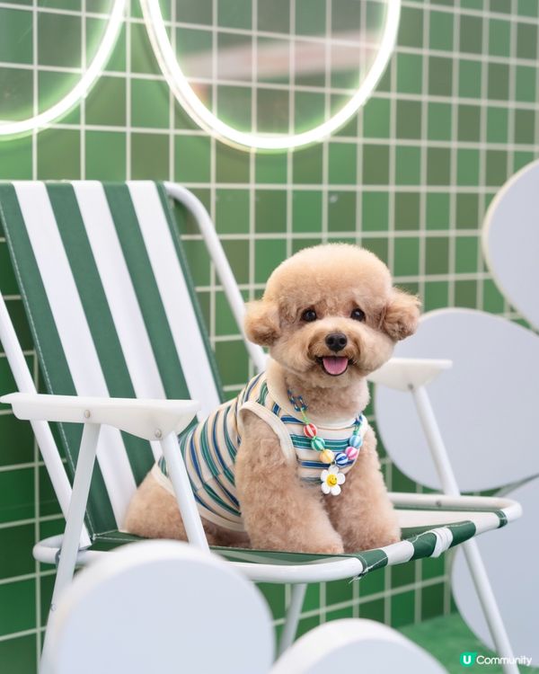 🤍💚Wiggle Wiggle🤍💚