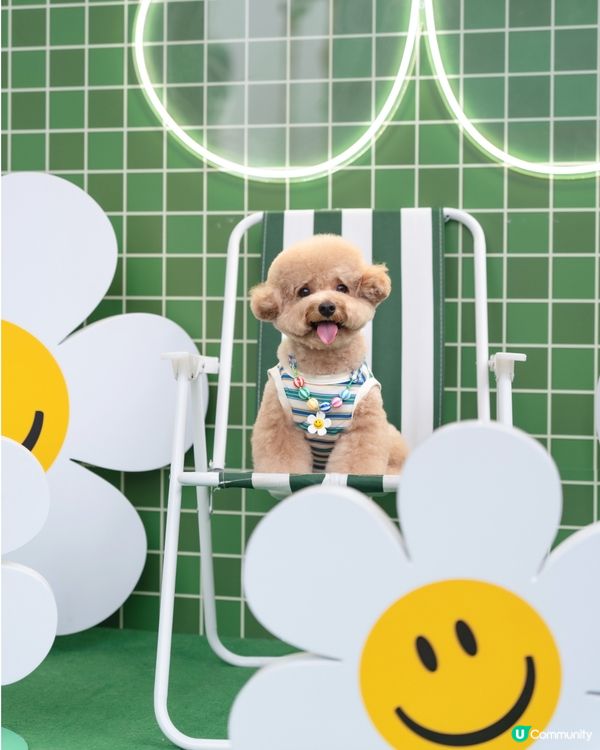 🤍💚Wiggle Wiggle🤍💚