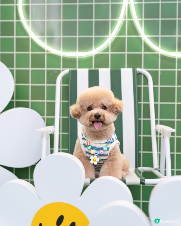 🤍💚Wiggle Wiggle🤍💚