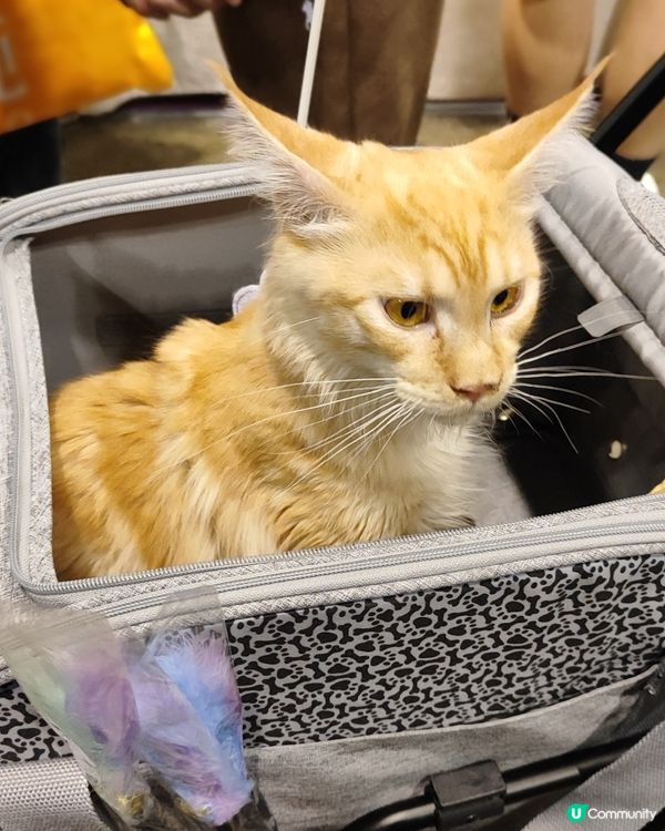 貓奴注意！貓迷博覽會嚟啦！😻 😻