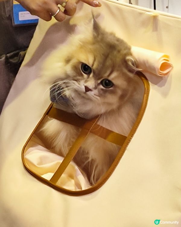 貓奴注意！貓迷博覽會嚟啦！😻 😻