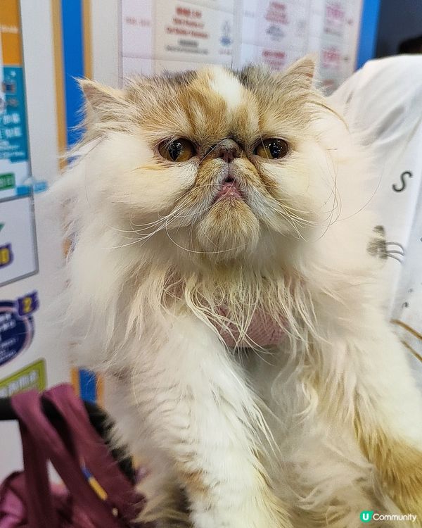 貓奴注意！貓迷博覽會嚟啦！😻 😻