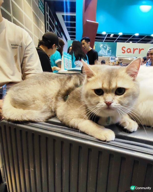貓奴注意！貓迷博覽會嚟啦！😻 😻