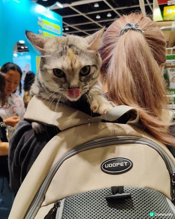 貓奴注意！貓迷博覽會嚟啦！😻 😻