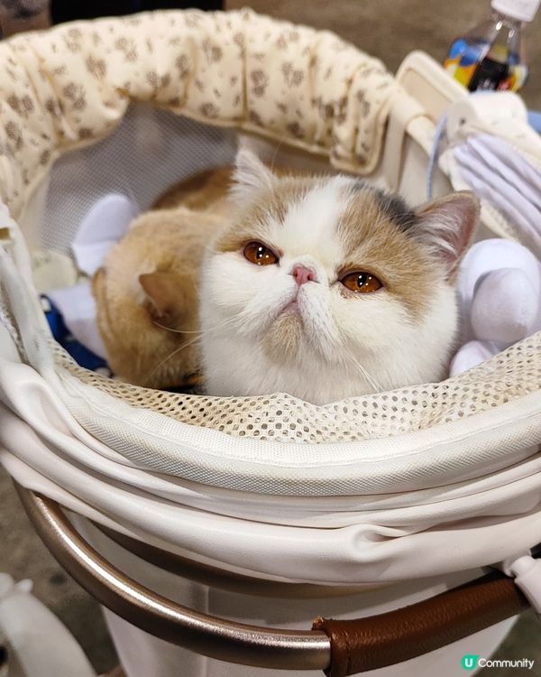 貓奴注意！貓迷博覽會嚟啦！😻 😻