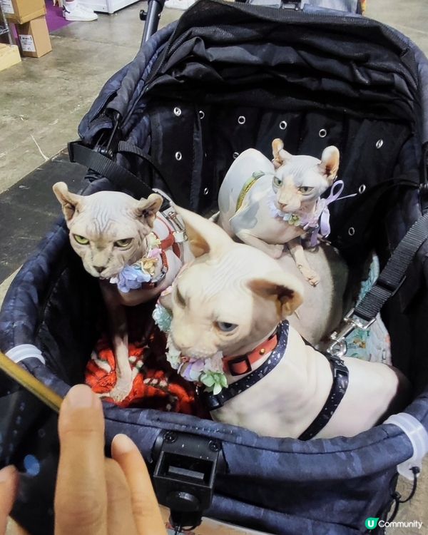 貓奴注意！貓迷博覽會嚟啦！😻 😻