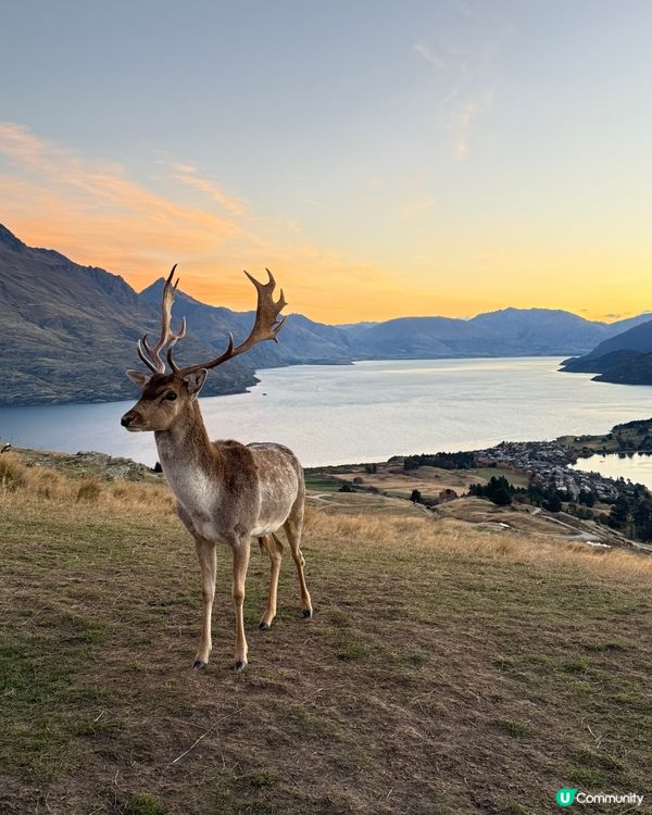 紐西蘭野生動物大爆發！🦌🦭🐧