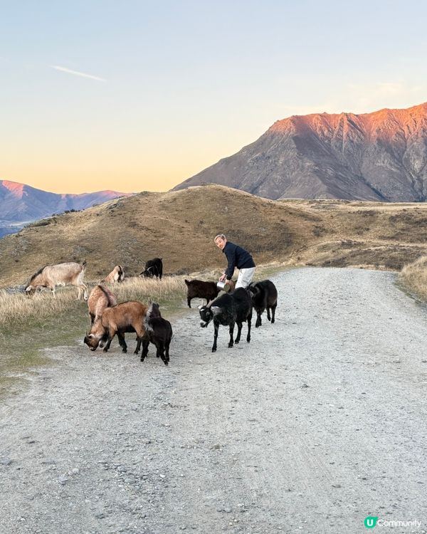 紐西蘭野生動物大爆發！🦌🦭🐧