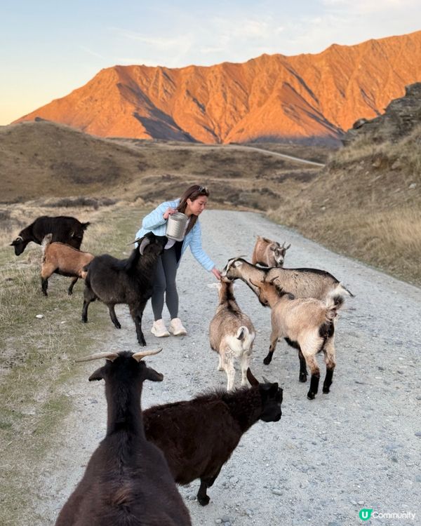 紐西蘭野生動物大爆發！🦌🦭🐧