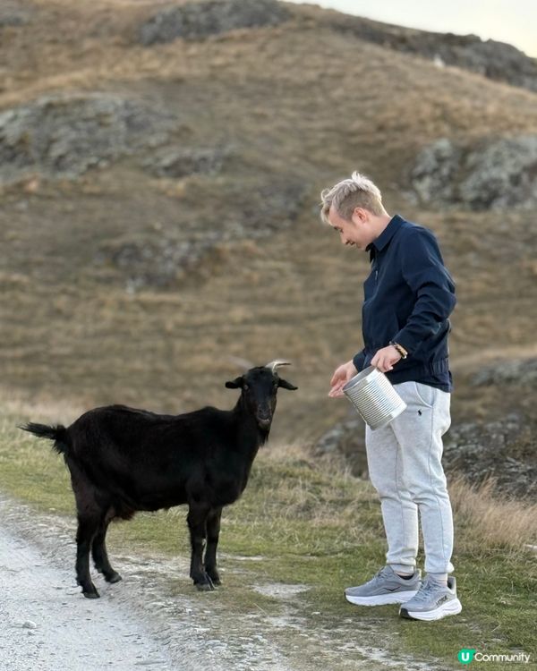 紐西蘭野生動物大爆發！🦌🦭🐧