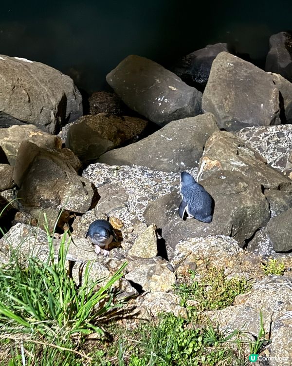 紐西蘭野生動物大爆發！🦌🦭🐧