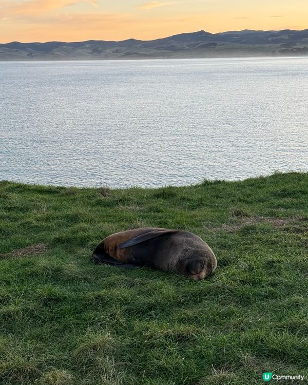 紐西蘭野生動物大爆發！🦌🦭🐧