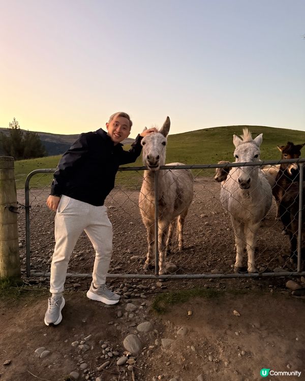 紐西蘭野生動物大爆發！🦌🦭🐧