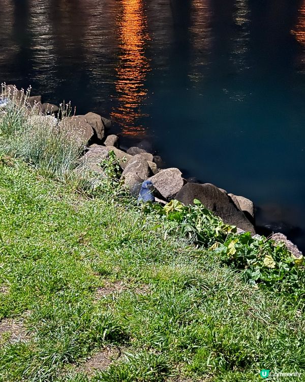 紐西蘭野生動物大爆發！🦌🦭🐧