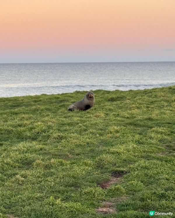 紐西蘭野生動物大爆發！🦌🦭🐧