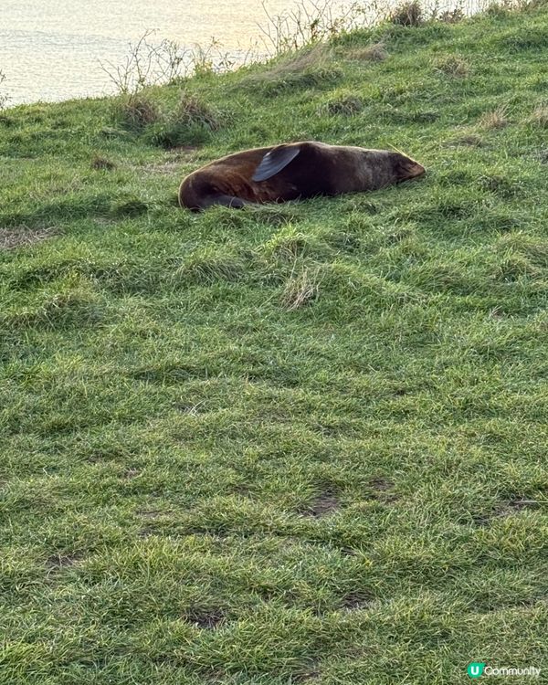 紐西蘭野生動物大爆發！🦌🦭🐧